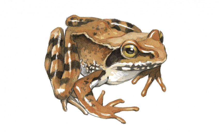 Grenouilles à la fête