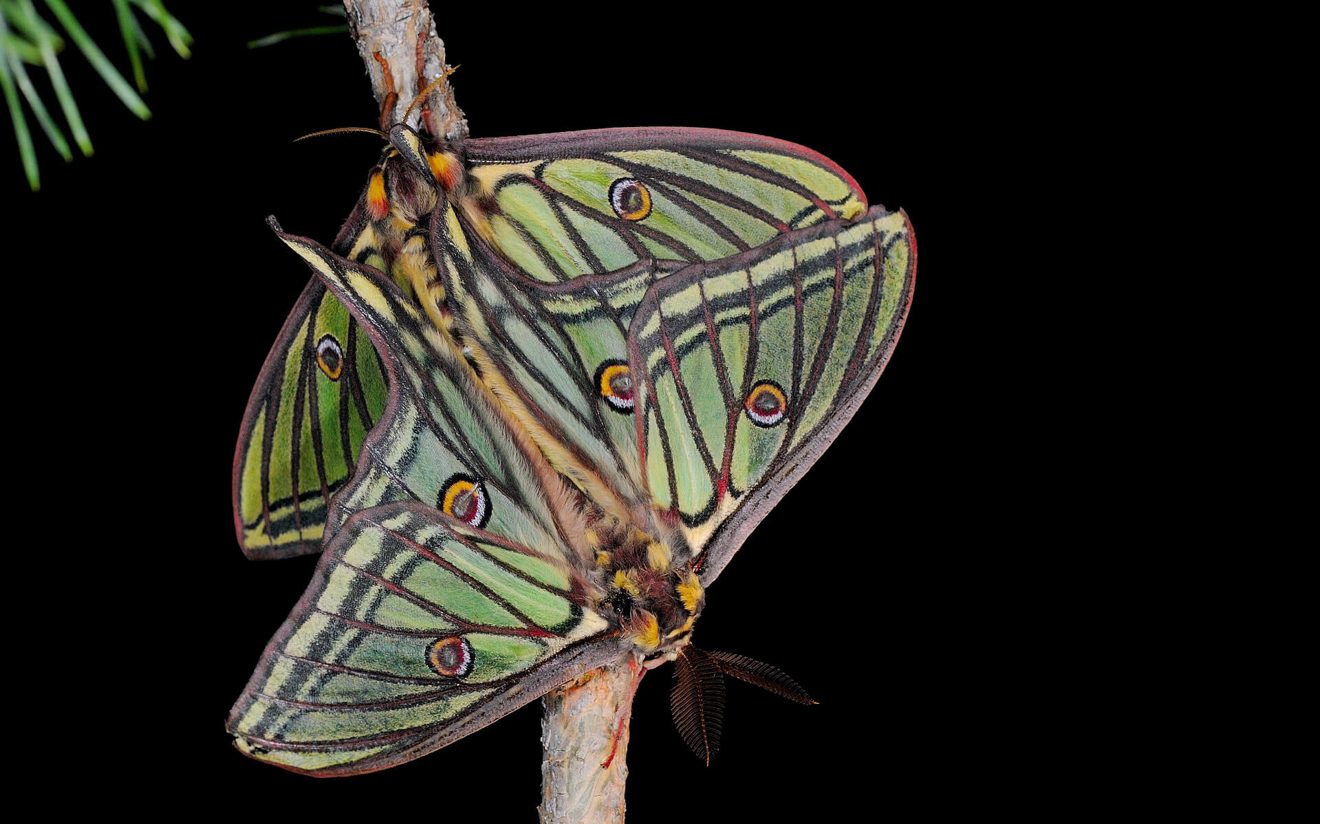 Lumières sur les papillons de nuit