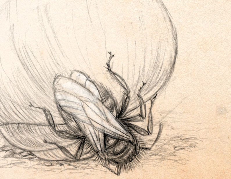 Les abeilles osmies squattent les vieilles coquilles d'escargots