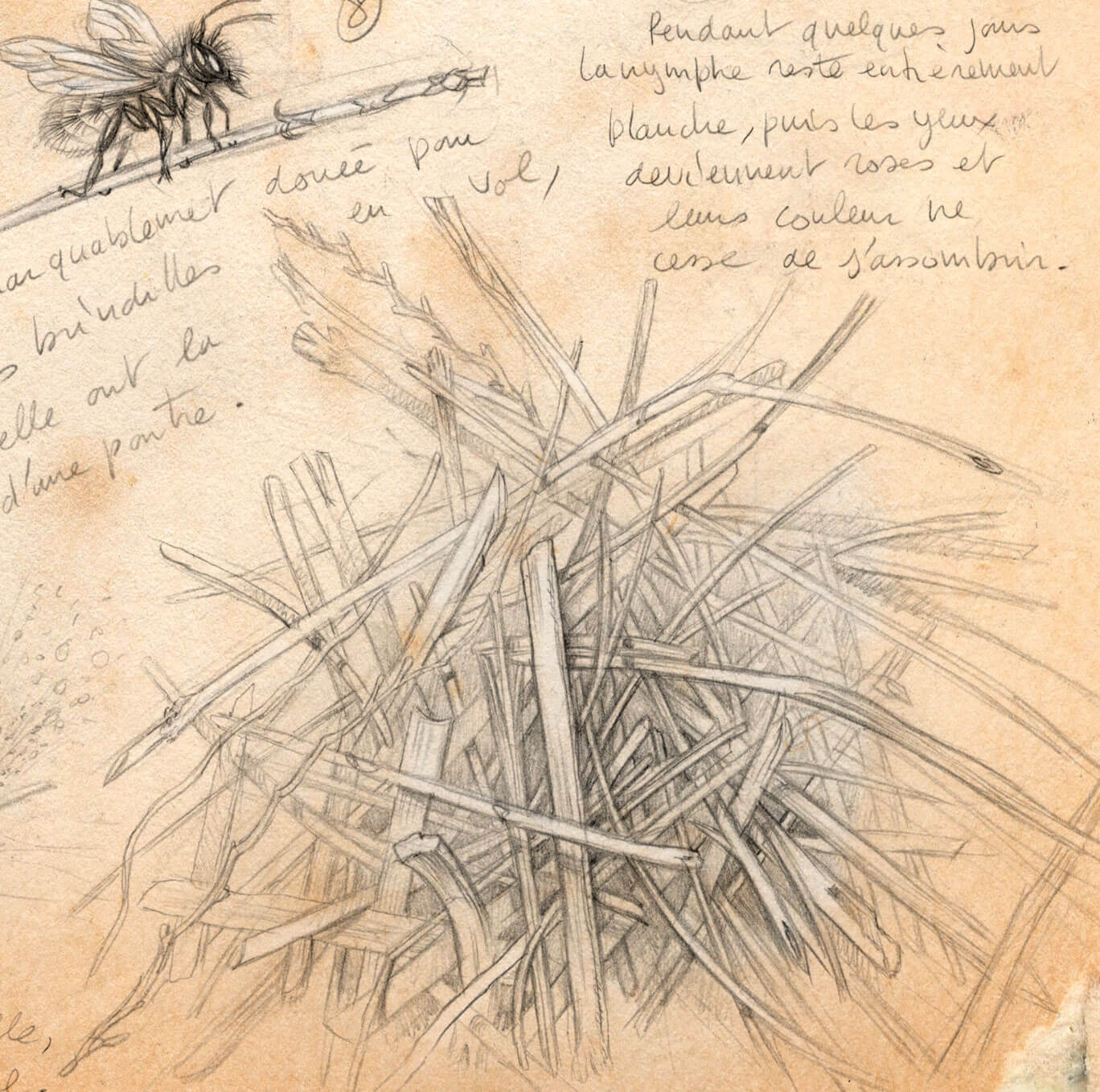Les abeilles osmies squattent les vieilles coquilles d'escargots