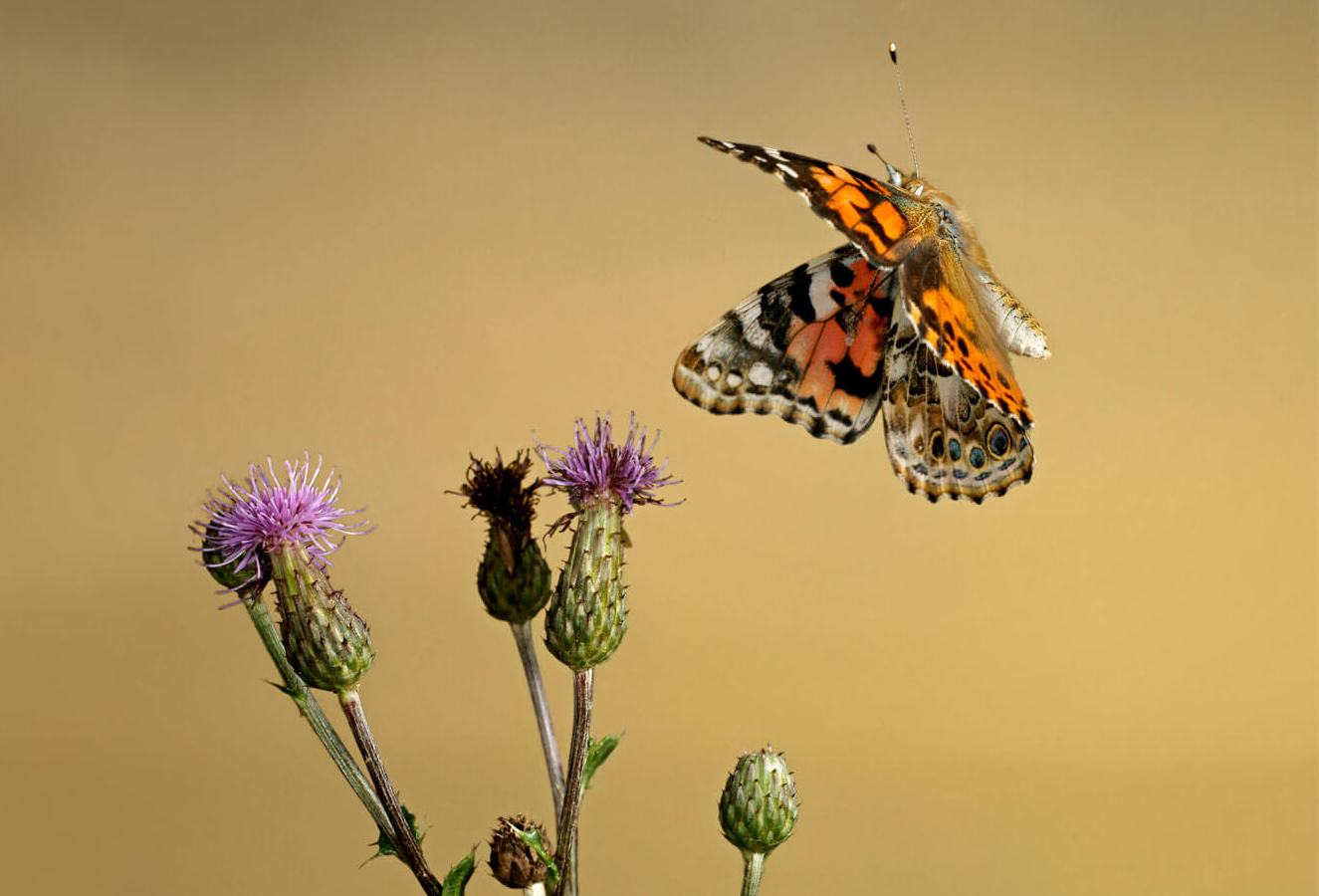 Les plantes préférées du papillon belle-dame