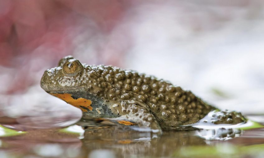 Le sonneur à ventre jaune, le crapaud au charme caché
