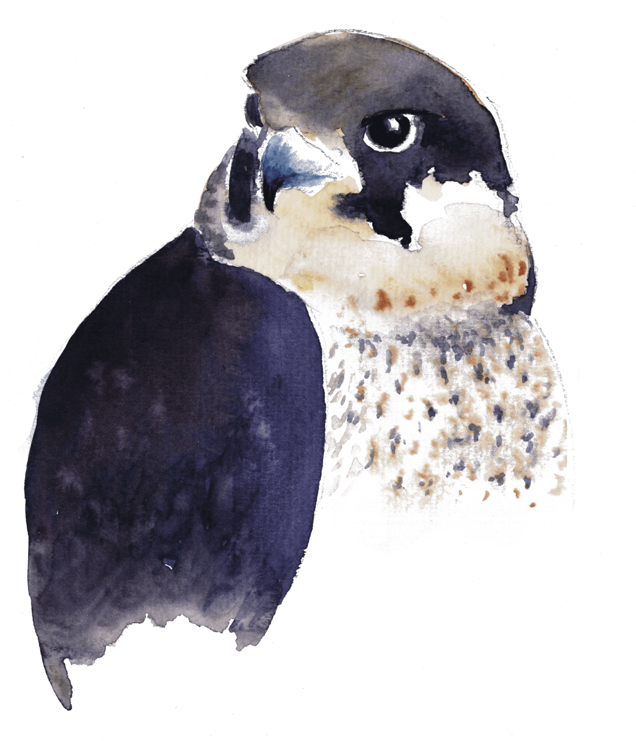 Le faucon des gargouilles