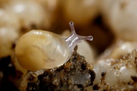La sortie des bébés escargots: arrêts sur image / © Gilbert Hayoz