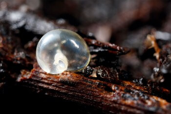 La Naissance Et Les Premiers Jour Des Bebes Escargots