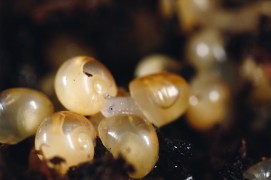 La sortie des bébés escargots: arrêts sur image / © Gilbert Hayoz