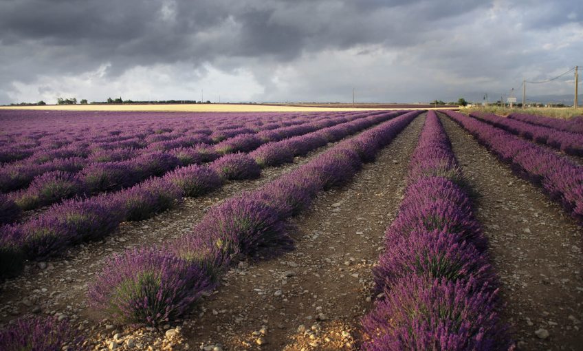 Valensole, le pays des champs bleus