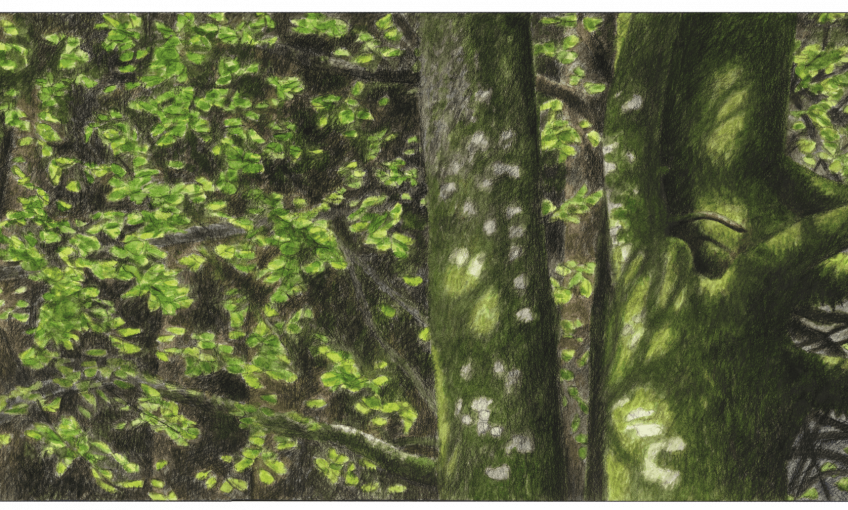 Hêtre arbre éternel