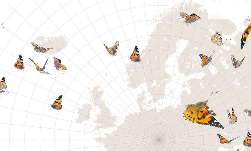 Le grand voyage des papillons belles-dames