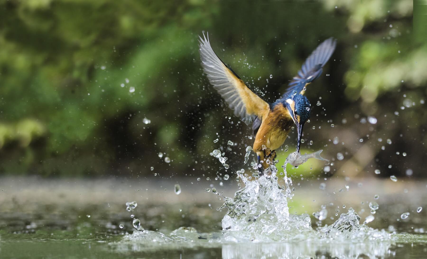 Martin Pêcheur Oiseau Turquoise