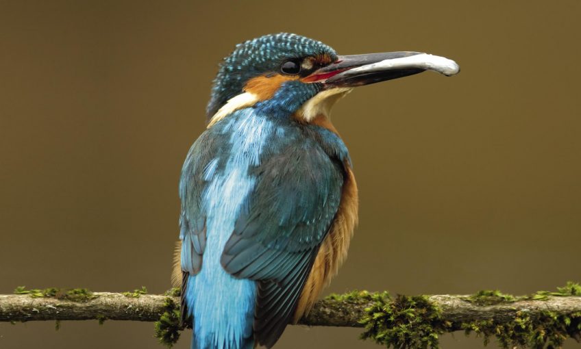 Martin-pêcheur, une histoire de famille tropicale