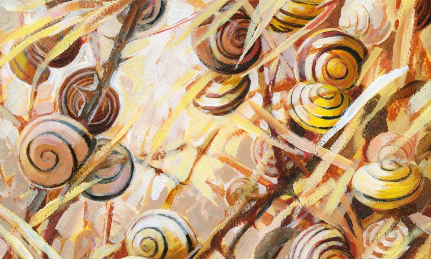 Le soleil est l'ennemi principal de l'escargot