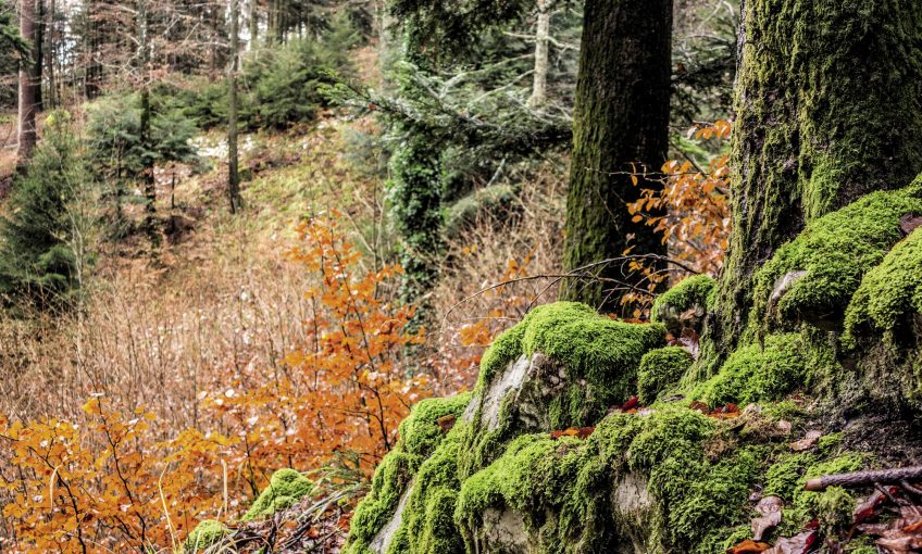 Escapade en forêt au-dessus de Neuchâtel