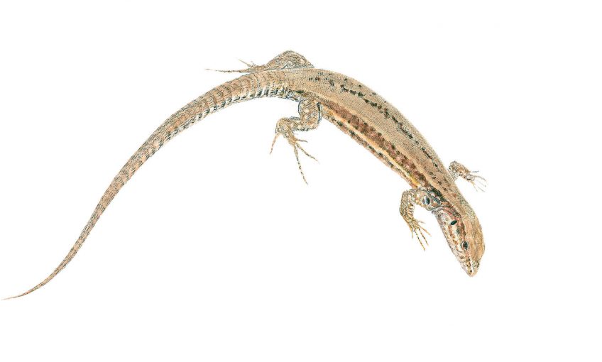 Le lézard des murailles se baigne dans le soleil