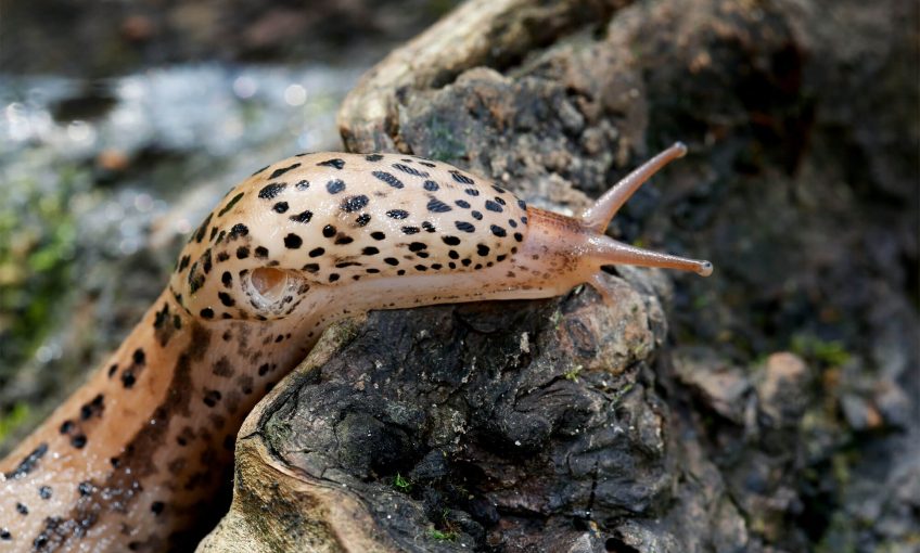 Plutôt limace ou escargot ?