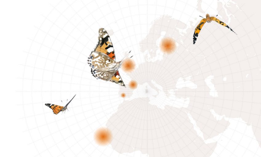 L'automne des papillons belles-dames