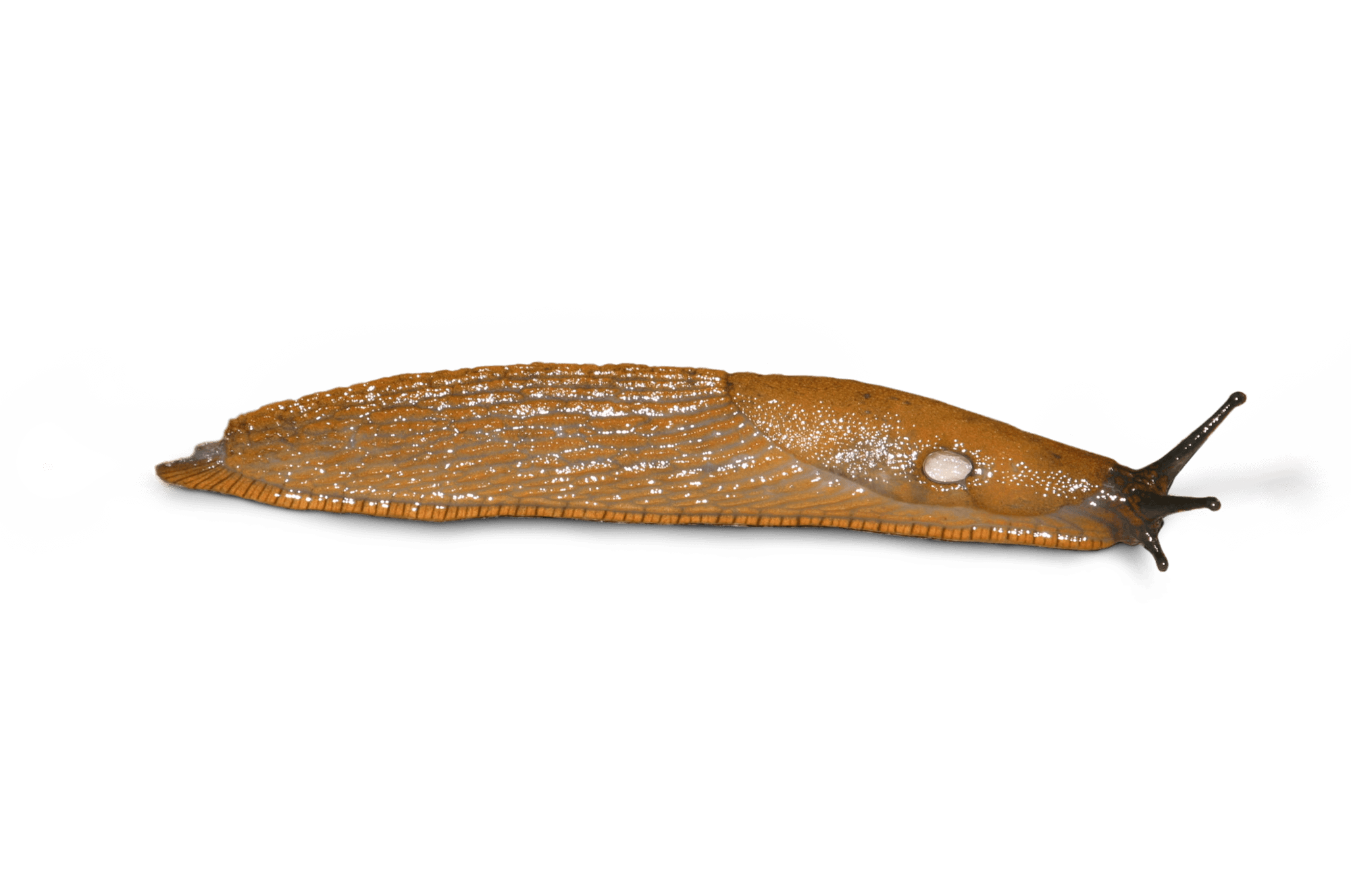 Plutôt limace ou escargot ?