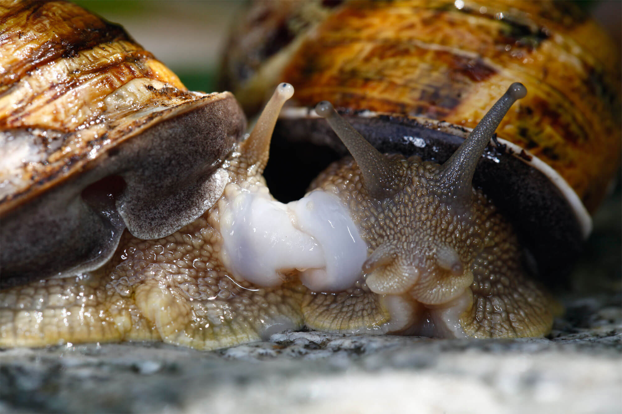 Escargots rois du slow sex