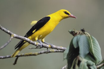 Le chant des oiseaux