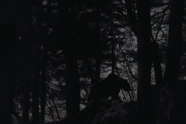 L'ours, si difficile à photographier, dans la féérique forêt des Balkans. / © Jacques Ioset