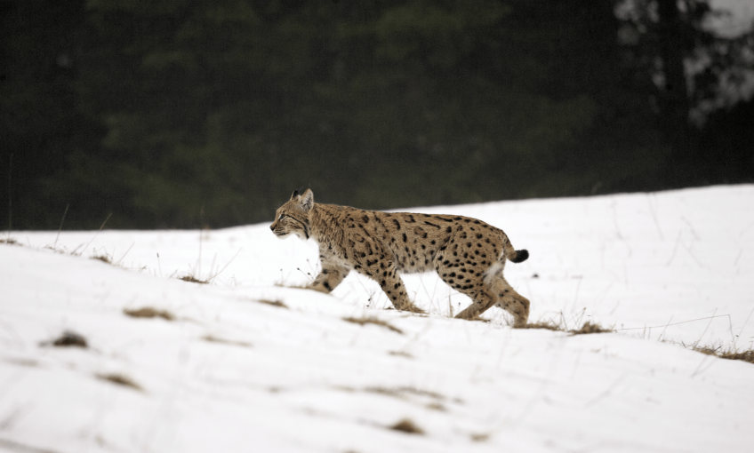 La forêt du lynx avec Didier Pépin