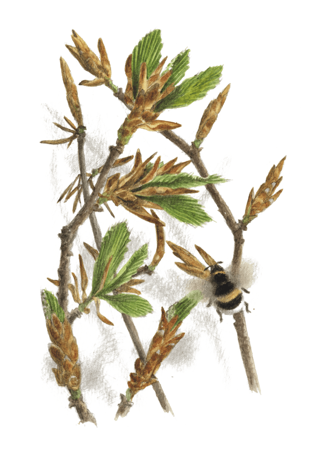 Hêtre arbre éternel