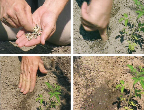 Un tournesol planté dans son jardin pour nourrir les oiseaux - La