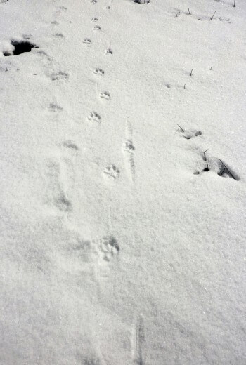 Suivre les traces du renard