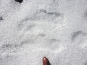 Suivre les traces du renard