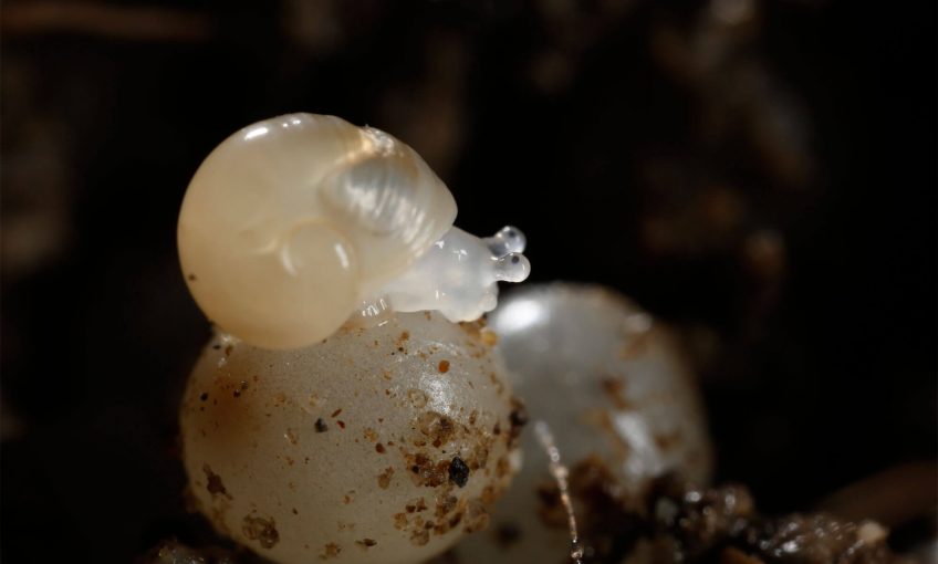 Carnage programmé sur les bébés escargots