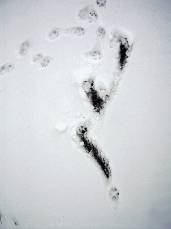 Suivre les traces du renard