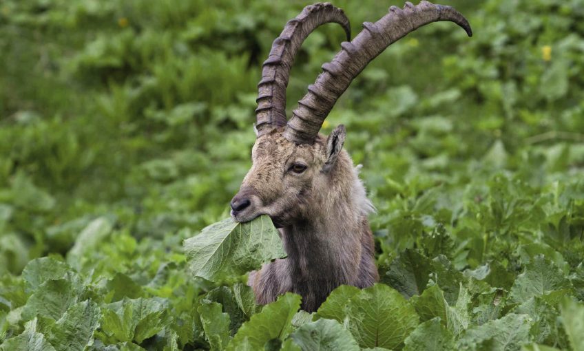 Le bouquetin, ruminant des sommets