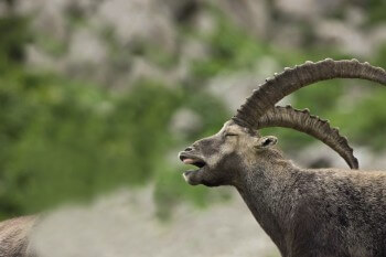 Le bouquetin, ruminant des sommets