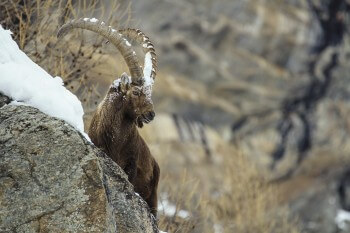Le bouquetin, ruminant des sommets