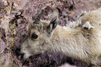 Le bouquetin, ruminant des sommets