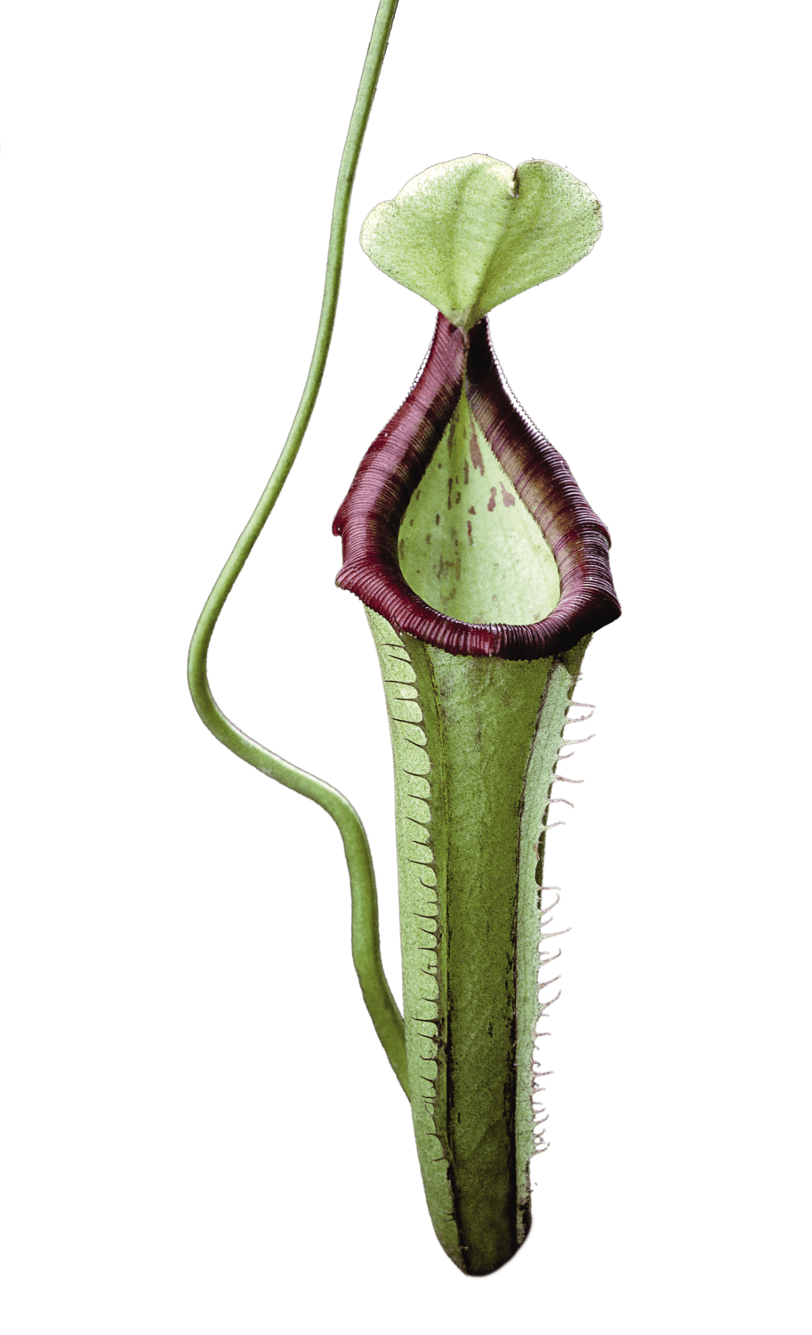 La mort par la plante carnivore