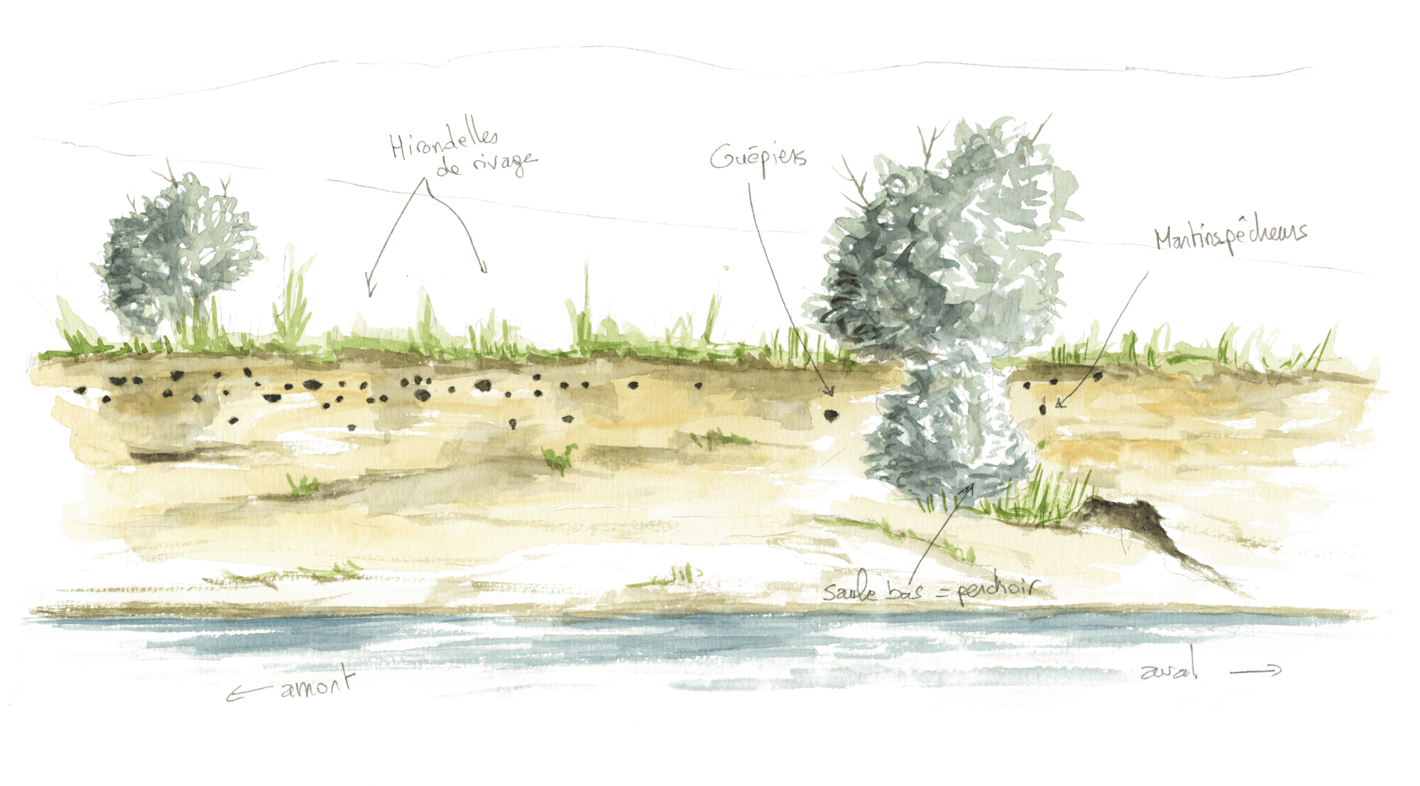 A la recherche du martin-pêcheur sur la Loue dans le Jura