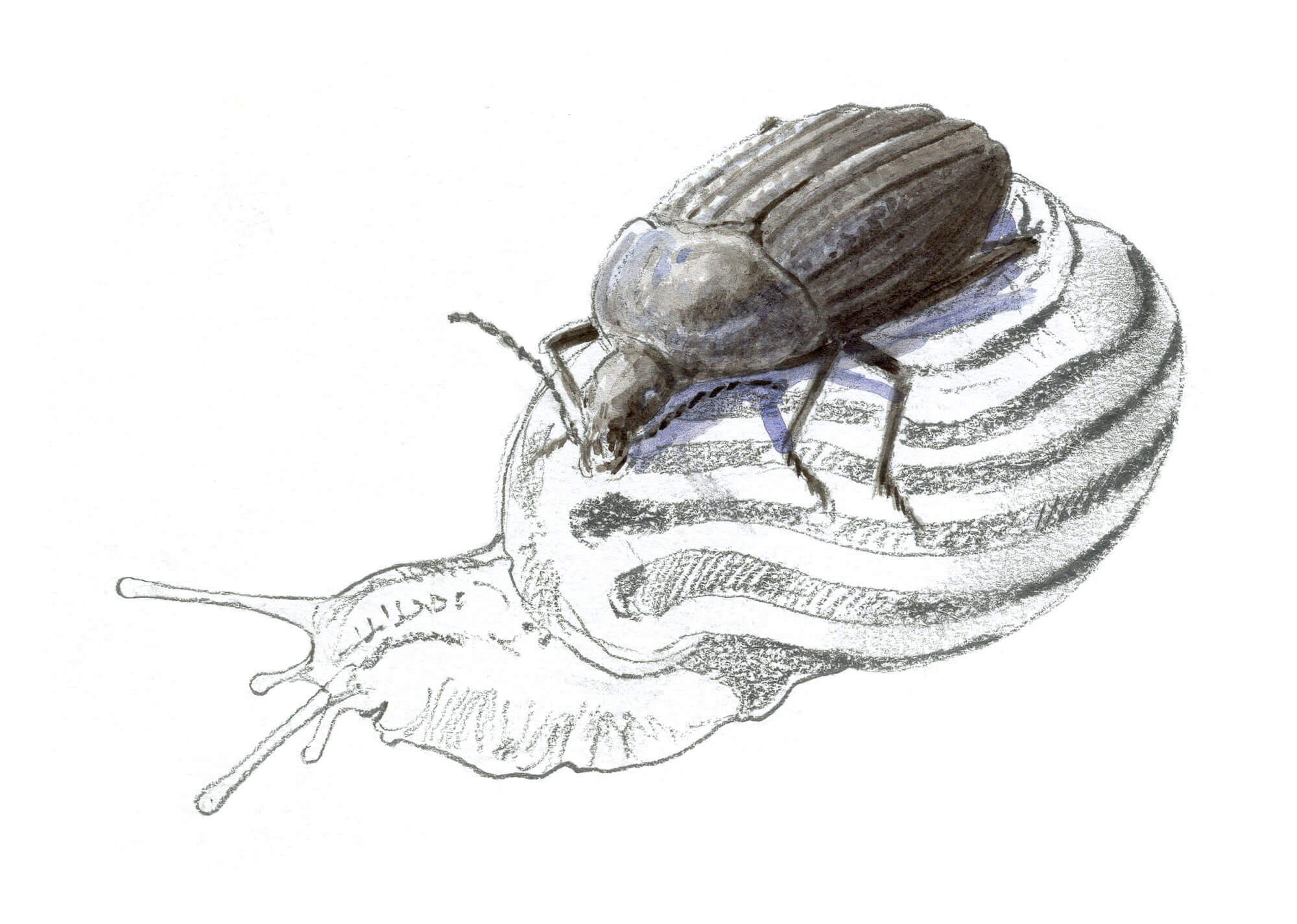 Voici la horde des prédateurs d'escargots