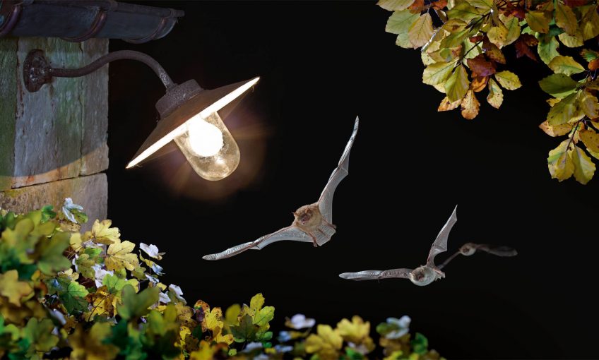 Chauves-souris habitantes des vieux murs remplis d'histoire