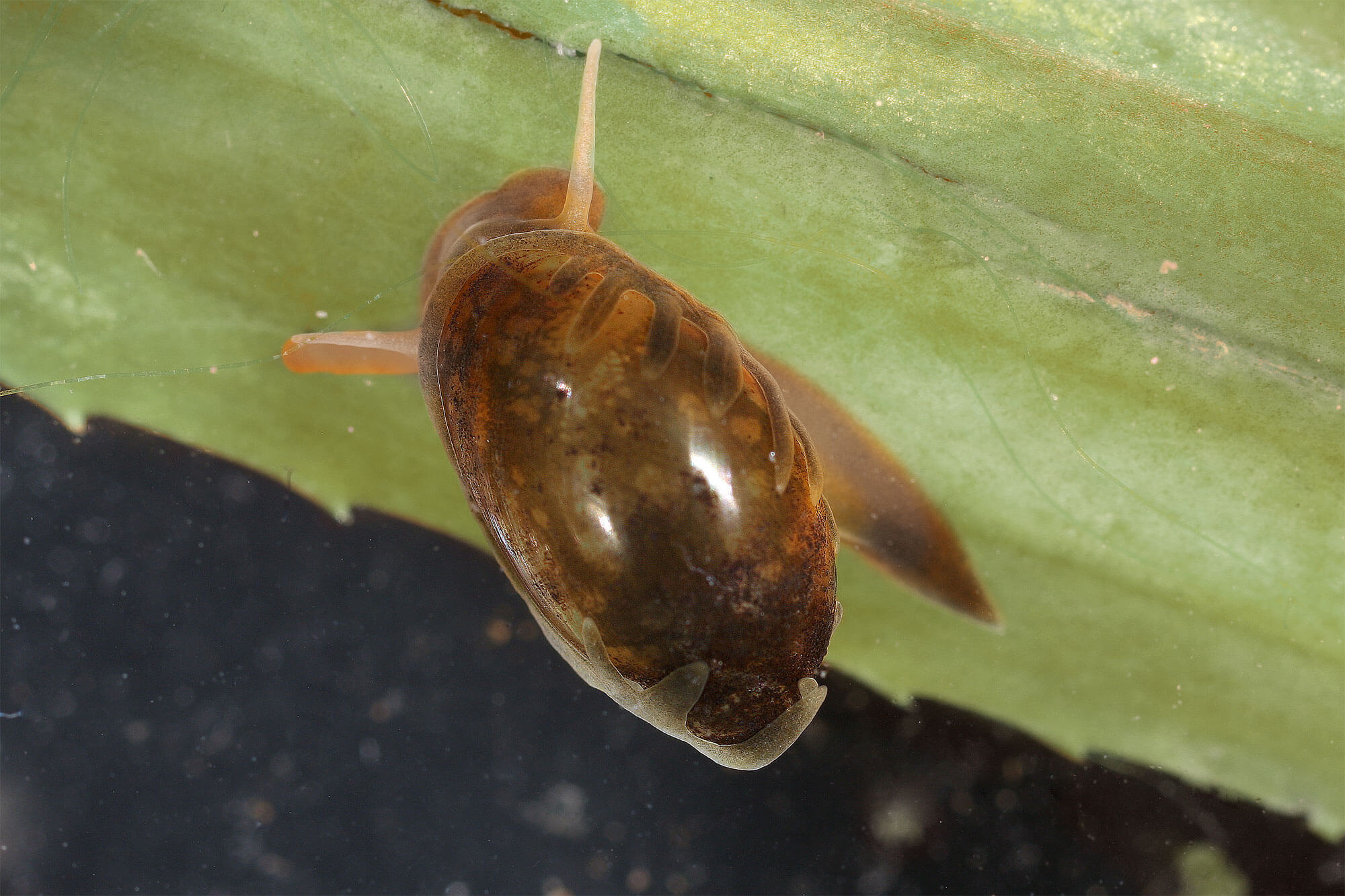 Les escargots une diversité menacée