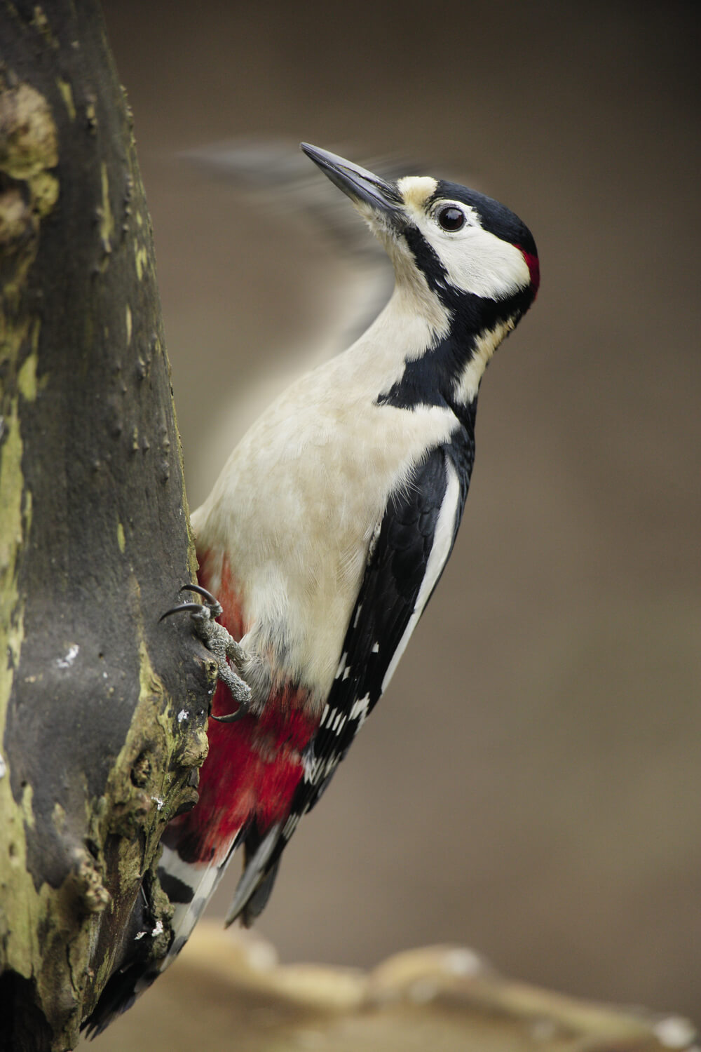 La nature joue du tambour