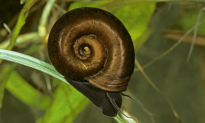 Les escargots une diversité menacée