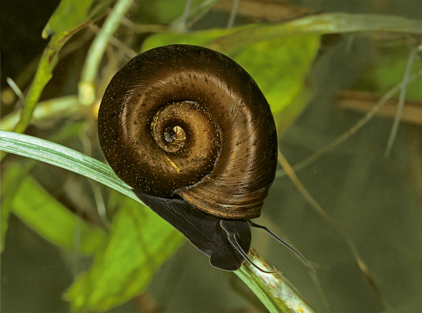 Les Escargots Sont Menaces La Salamandre