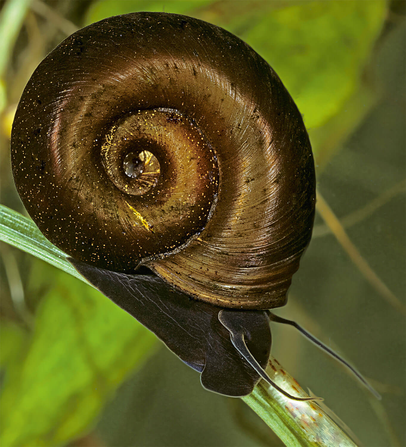 Les escargots une diversité menacée