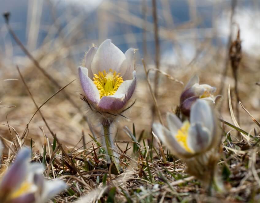 La gorgebleue soprano des landes