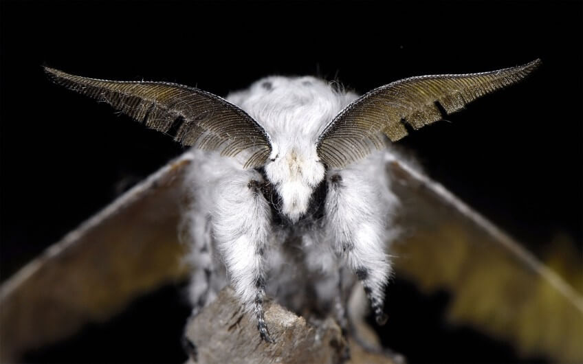 Lumières sur les papillons de nuit