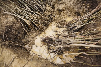 Planter une haie champêtre dans son jardin : nos conseils