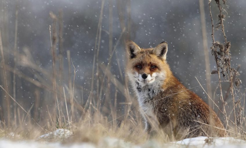 Objectif renard