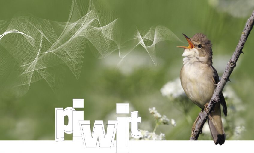 Le chant des oiseaux