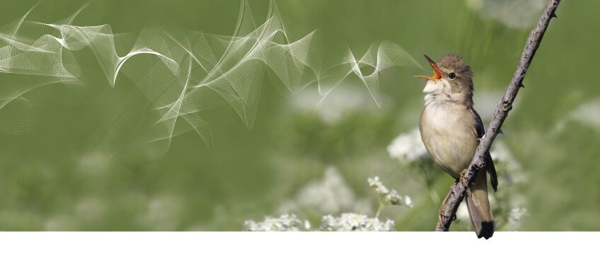 Le chant des oiseaux